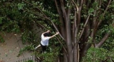 arbol-300x179