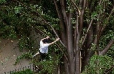 arbol-300x179