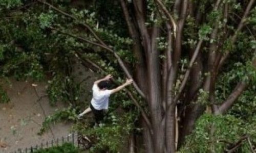 arbol-300x179