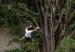 arbol-300x179