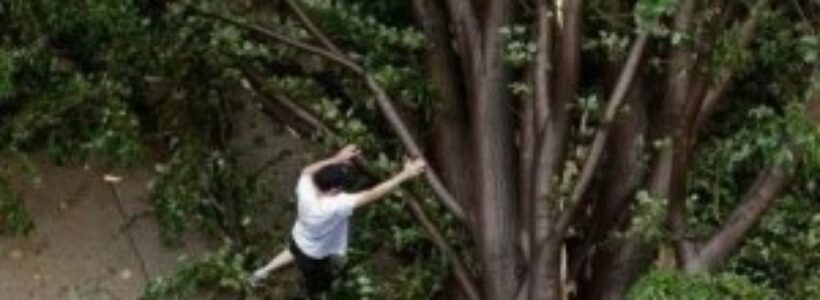arbol-300x179
