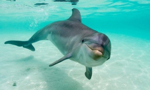 delfin2543546587890-09085643556767