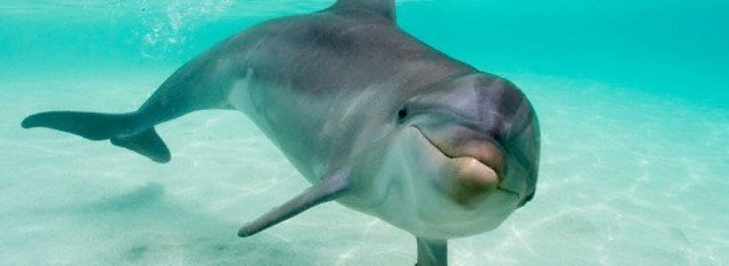 delfin2543546587890-09085643556767