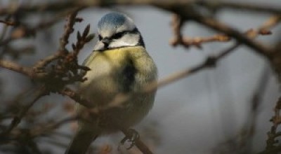 gorrion-644x362-300x168