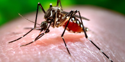 mosquito_tangenico