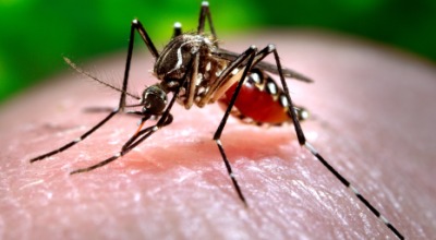 mosquito_tangenico