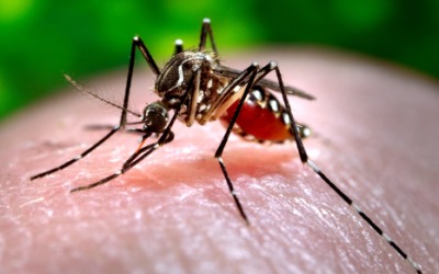 mosquito_tangenico