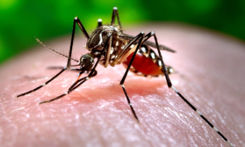 mosquito_tangenico