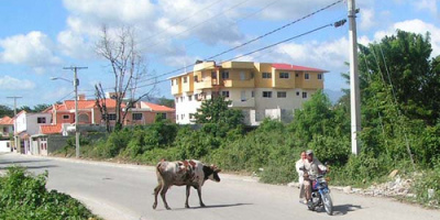 vacas_causan_caos