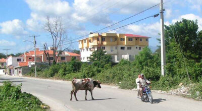 vacas_causan_caos