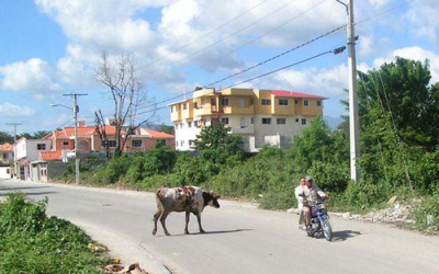 vacas_causan_caos