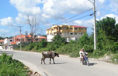 vacas_causan_caos