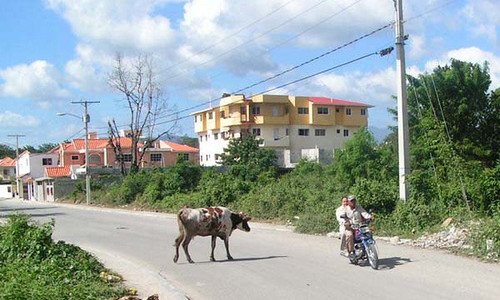 vacas_causan_caos