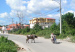 vacas_causan_caos