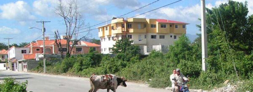 vacas_causan_caos