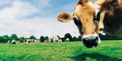 130121151733_vaca_thinkstock_512x288_thinkstock