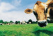 130121151733_vaca_thinkstock_512x288_thinkstock