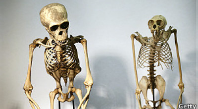 130125122044_primates_hiv_304x171_getty