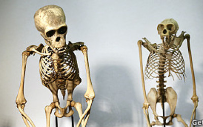 130125122044_primates_hiv_304x171_getty