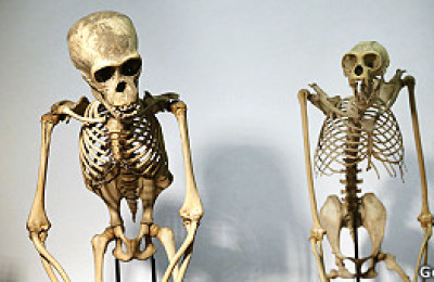 130125122044_primates_hiv_304x171_getty