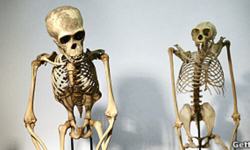 130125122044_primates_hiv_304x171_getty