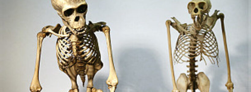 130125122044_primates_hiv_304x171_getty