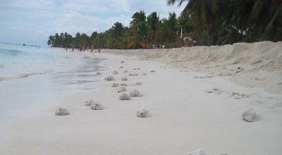 Isla-Saona