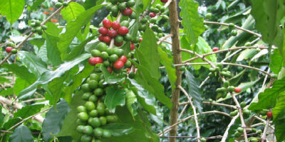cafetal787856r