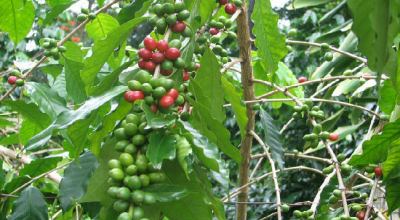 cafetal787856r
