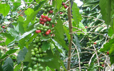 cafetal787856r