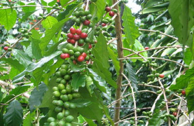 cafetal787856r