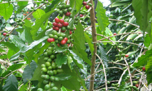cafetal787856r