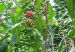 cafetal787856r