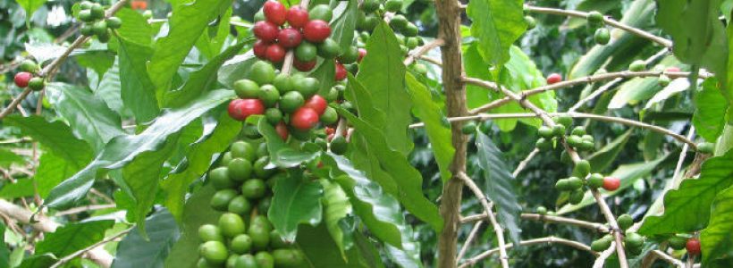cafetal787856r