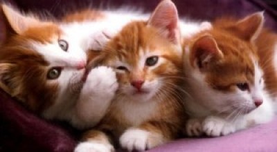 gatos-300x202