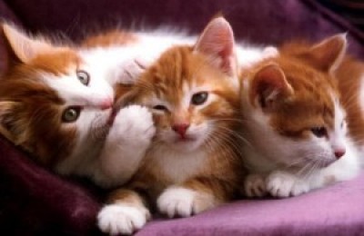 gatos-300x202