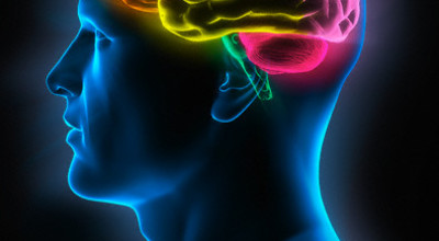 cerebro35y7g4bf2e38957y4o58