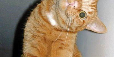 insults_wtf_cat