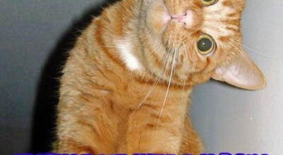 insults_wtf_cat