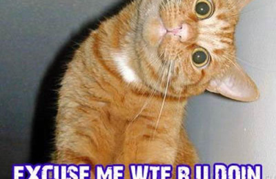 insults_wtf_cat