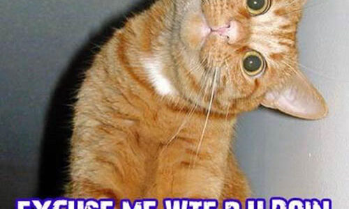 insults_wtf_cat