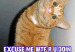 insults_wtf_cat