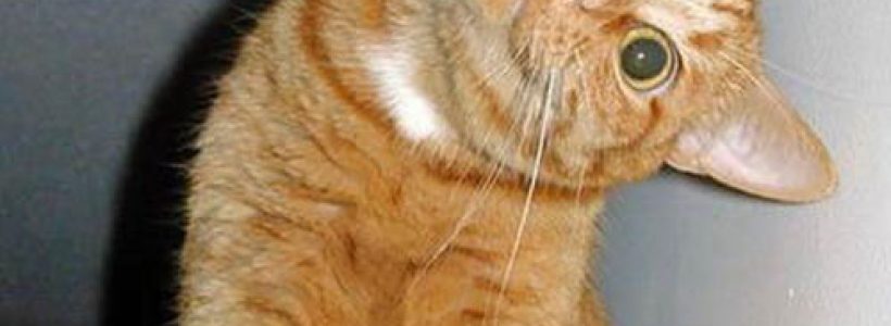 insults_wtf_cat