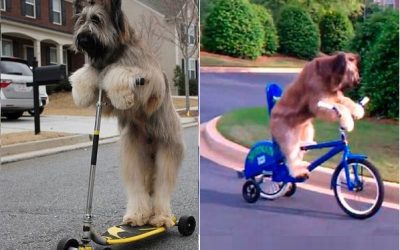 perro_norman_patina