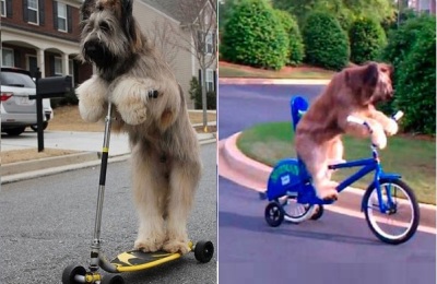 perro_norman_patina