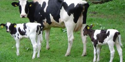 vacas_nombre