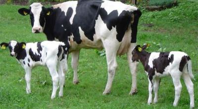 vacas_nombre