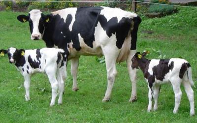vacas_nombre