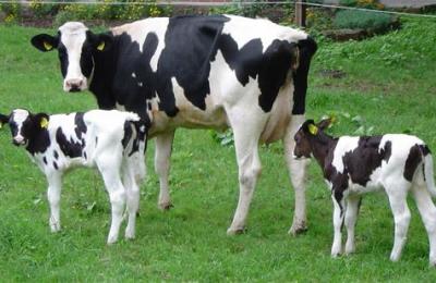vacas_nombre