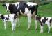vacas_nombre